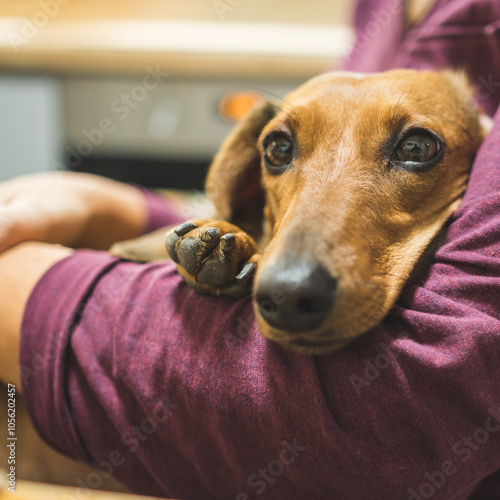 small brown dog