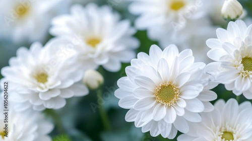 Beautiful white flowers blooming in a garden during springtime near a sunny pathway