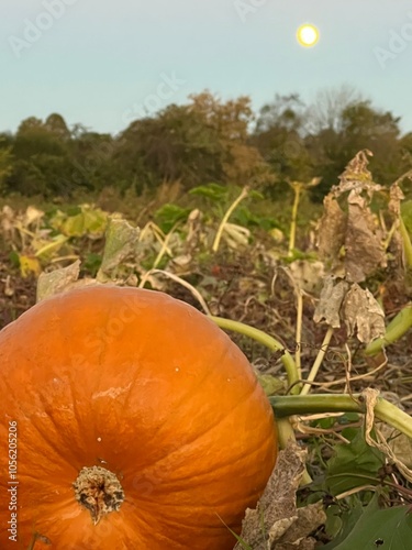 Pumpkin butt in a field