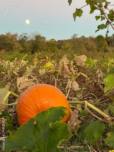 Pumpkin in a patch with the moon