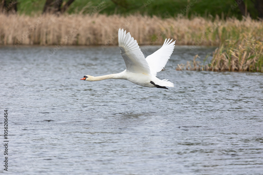 White swan flies over water