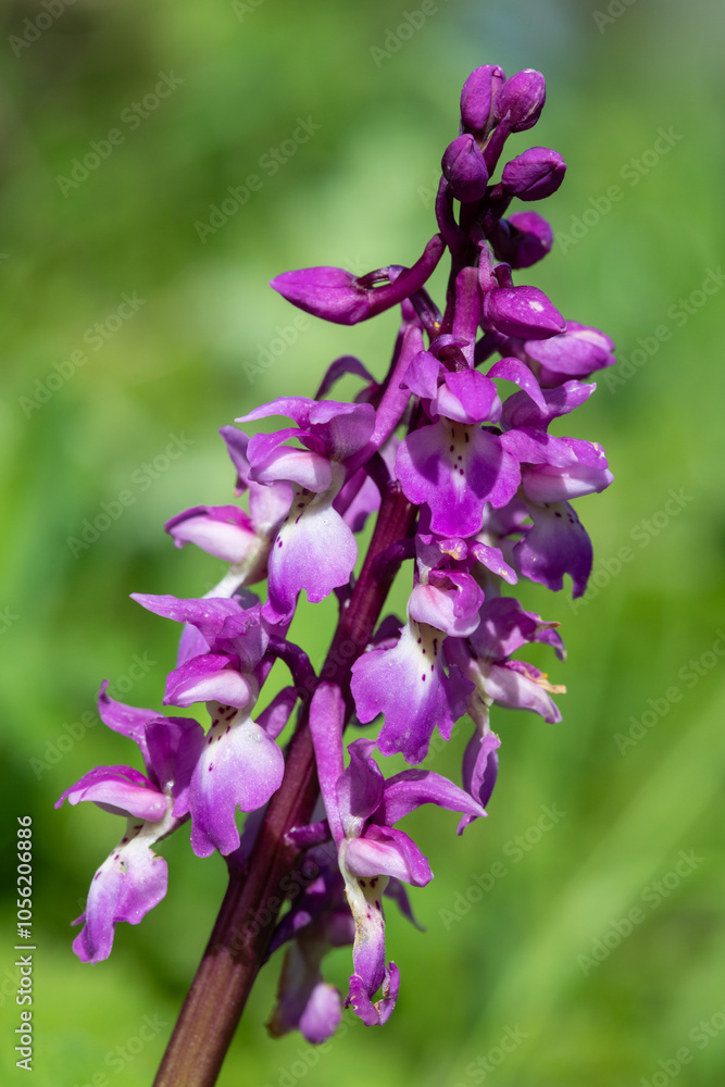 Close up of an early purple orchid (orchis mascula) flower Close up of an early purple orchid (orchis mascula) flower