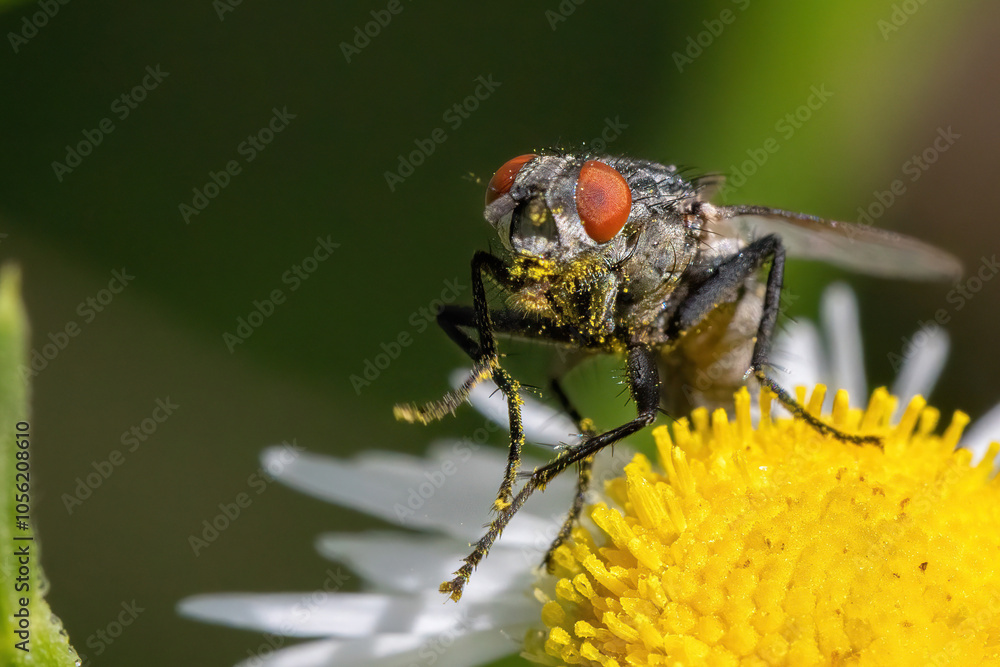 A close-up of a vibrant fly perched on a blooming flower in a sunny meadow. A close-up of a vibrant fly perched on a blooming flower in a sunny meadow.