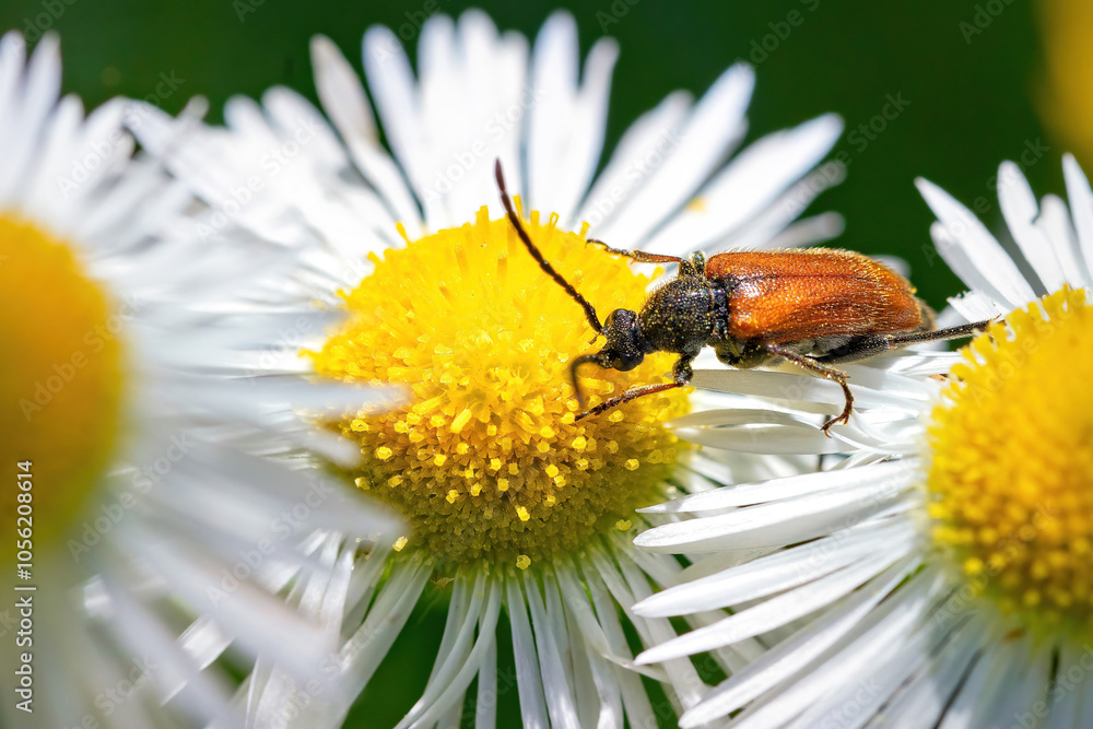 A close encounter with a beetle on a vibrant daisy under the summer sun