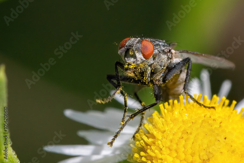 Obraz na płótnie A close-up of a vibrant fly perched on a blooming flower in a sunny meadow. w salonie