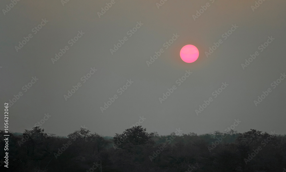 Pink sun disk in the smoke of natural forest fires above the treetops in southeastern Africa. Pink sun disk in the smoke of natural forest fires above the treetops in southeastern Africa.