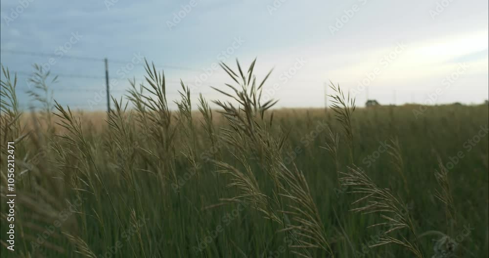 Green grass on a farm field landscape with grass bowing in the wind with distant storm clouds. Green grass on a farm field landscape with grass bowing in the wind with distant storm clouds.