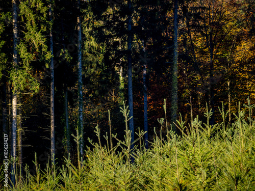 Wiederaufforstung im herbstlichen Mischwald photo