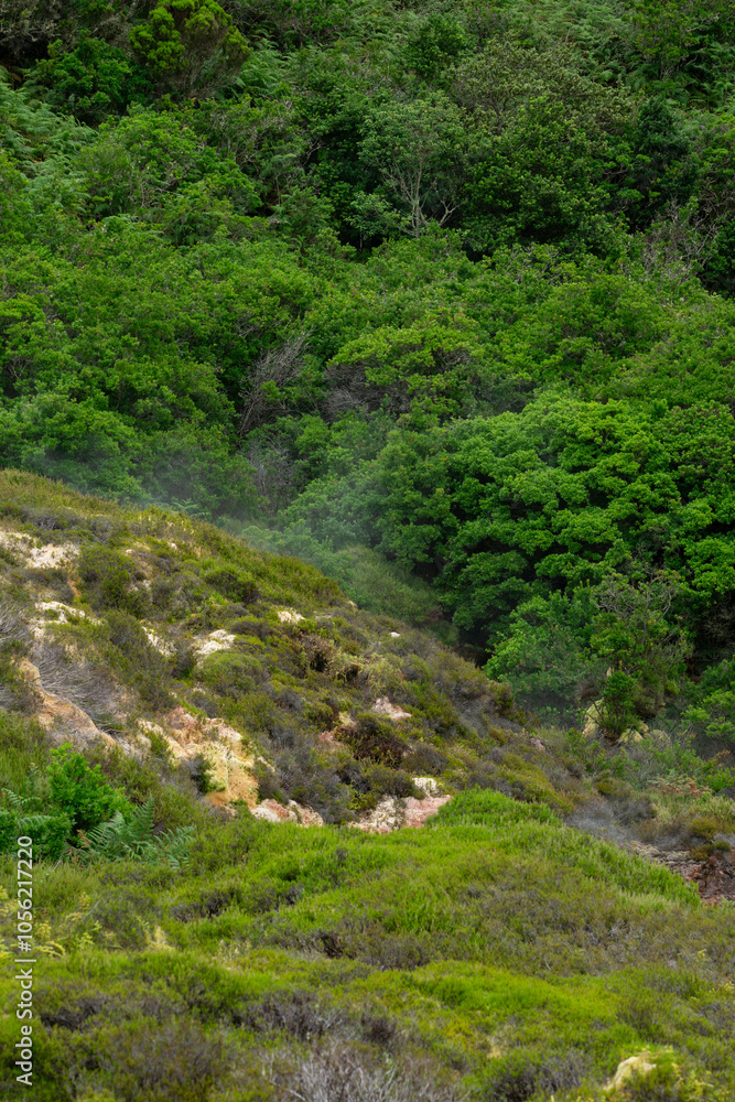 Lush green forest on a hillside with geothermal fumaroles venting steam on Terceira Island, Azores. Dense vegetation and rocky patches create a unique volcanic landscape. Lush green forest on a hillside with geothermal fumaroles venting steam on Terceira Island, Azores. Dense vegetation and rocky patches create a unique volcanic landscape.