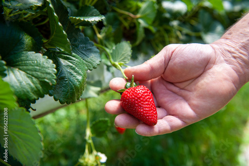 Farmer's working hand holding a strawberry in a hydroponic greenhouse