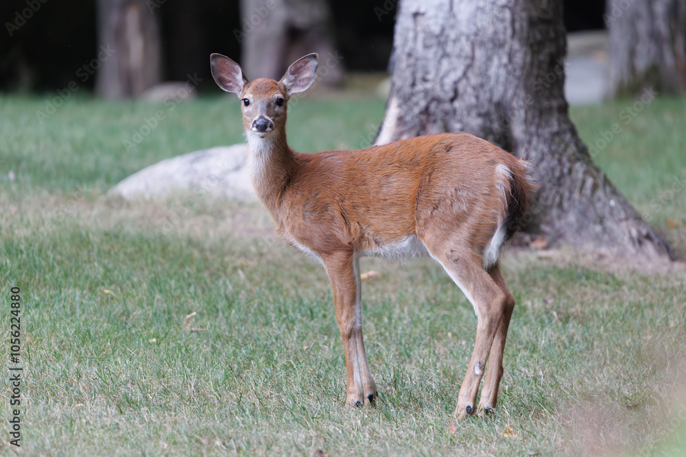 Fototapeta premium Cute deer in a forest looking to the camera