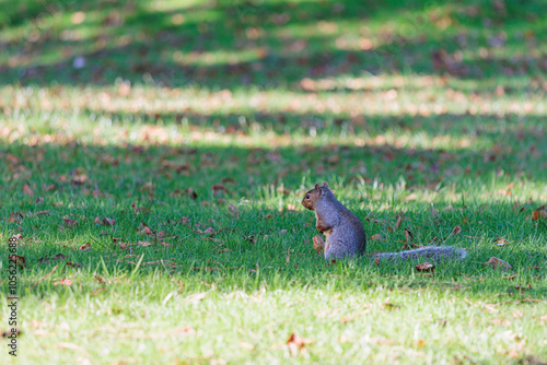 Close up of a Funny Squirrel on a grassland, Autumn season England