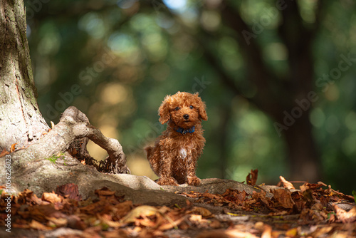 Pudel Welpe steht in herbstlichem Wald photo