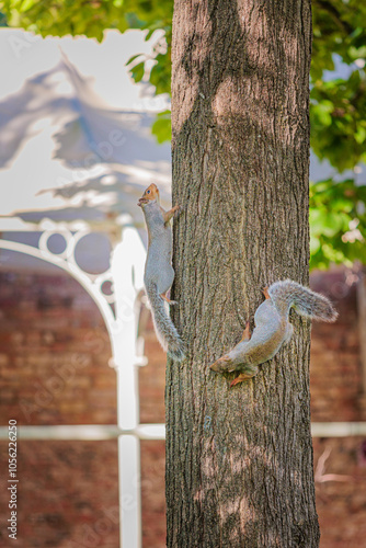 Funny Squirrel on a tree, Autumn season England