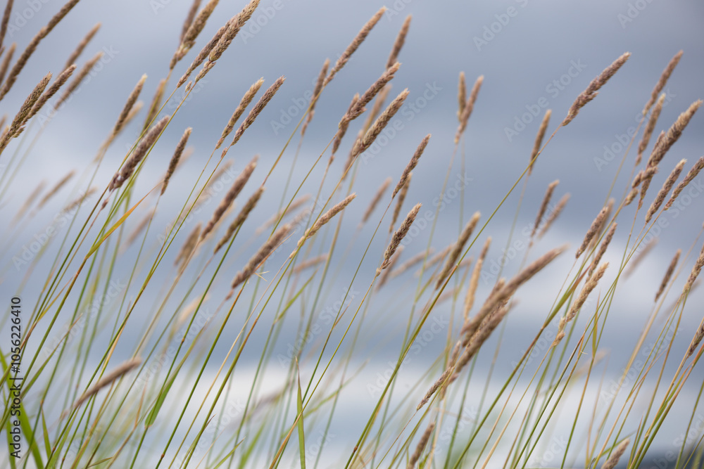 abstract background grass bokeh blurry abstract background grass bokeh blurry