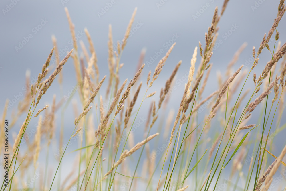 abstract background grass bokeh blurry abstract background grass bokeh blurry