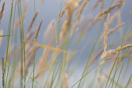 abstract background grass bokeh blurry