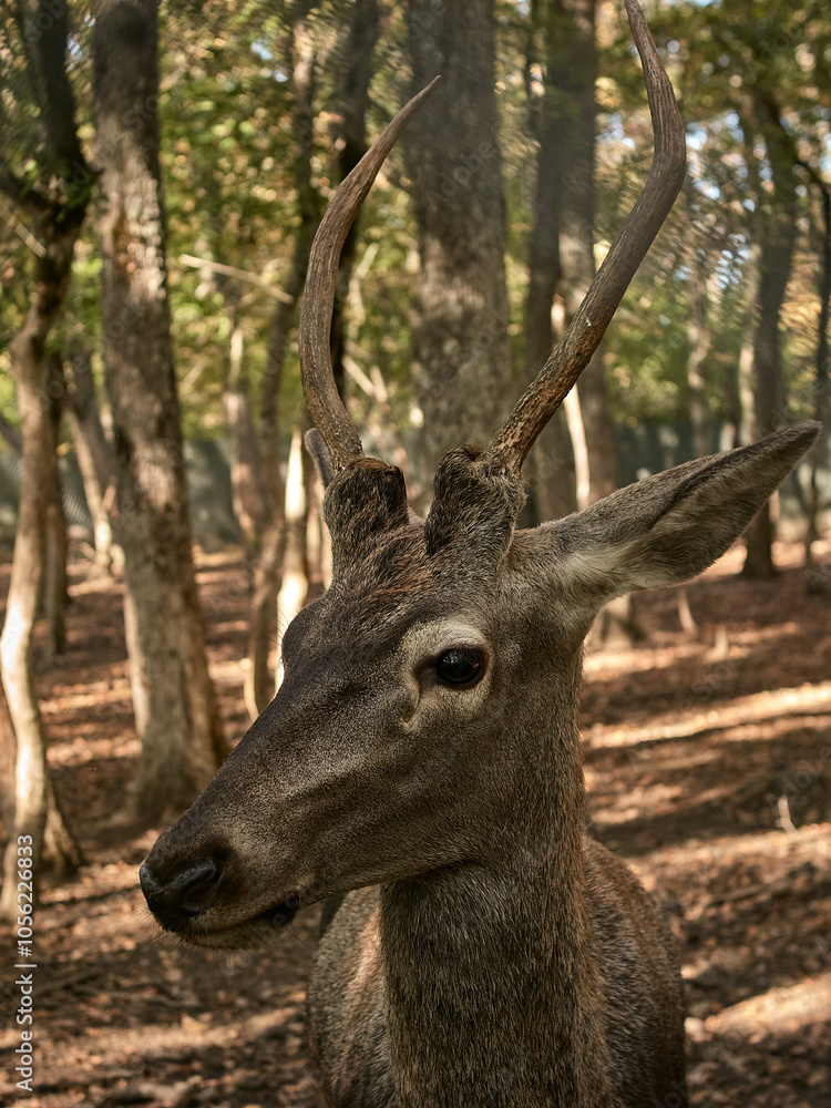 deer in the forest deer in the forest