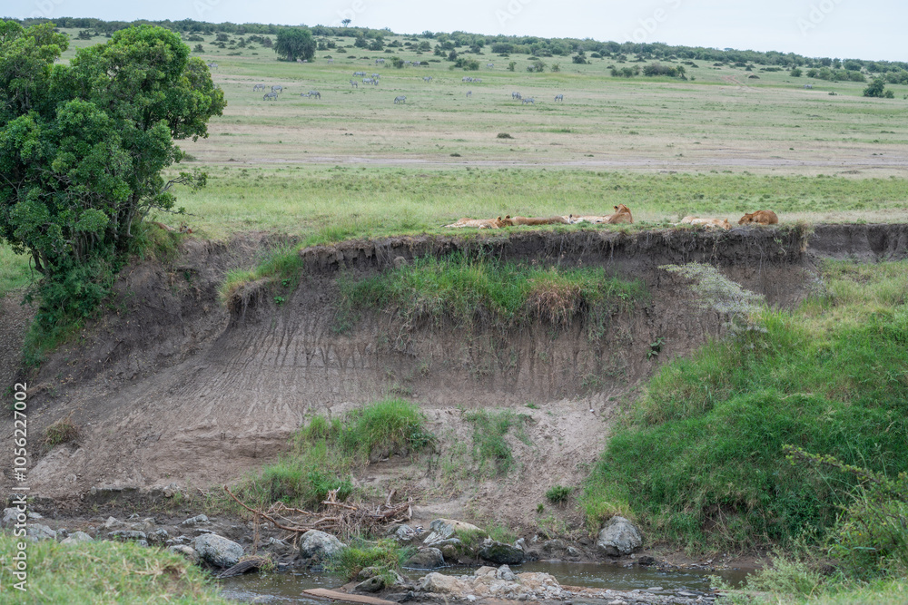 A pride of lions is currently resting and lying in the grass, Masai Mara, Kenya A pride of lions is currently resting and lying in the grass, Masai Mara, Kenya