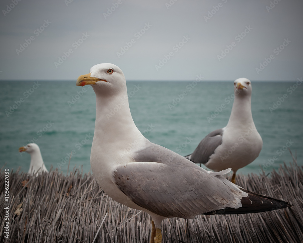Obraz premium seagulls on the beach