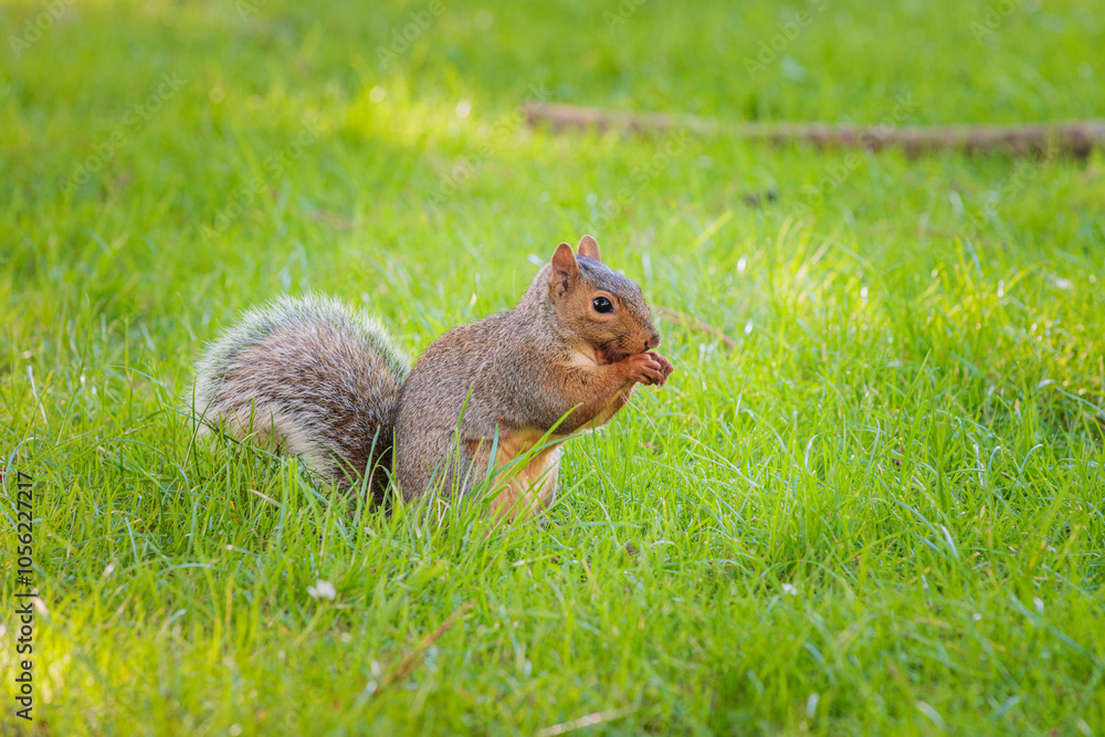 Close up of a Funny Squirrel on a grassland, Autumn season England Close up of a Funny Squirrel on a grassland, Autumn season England