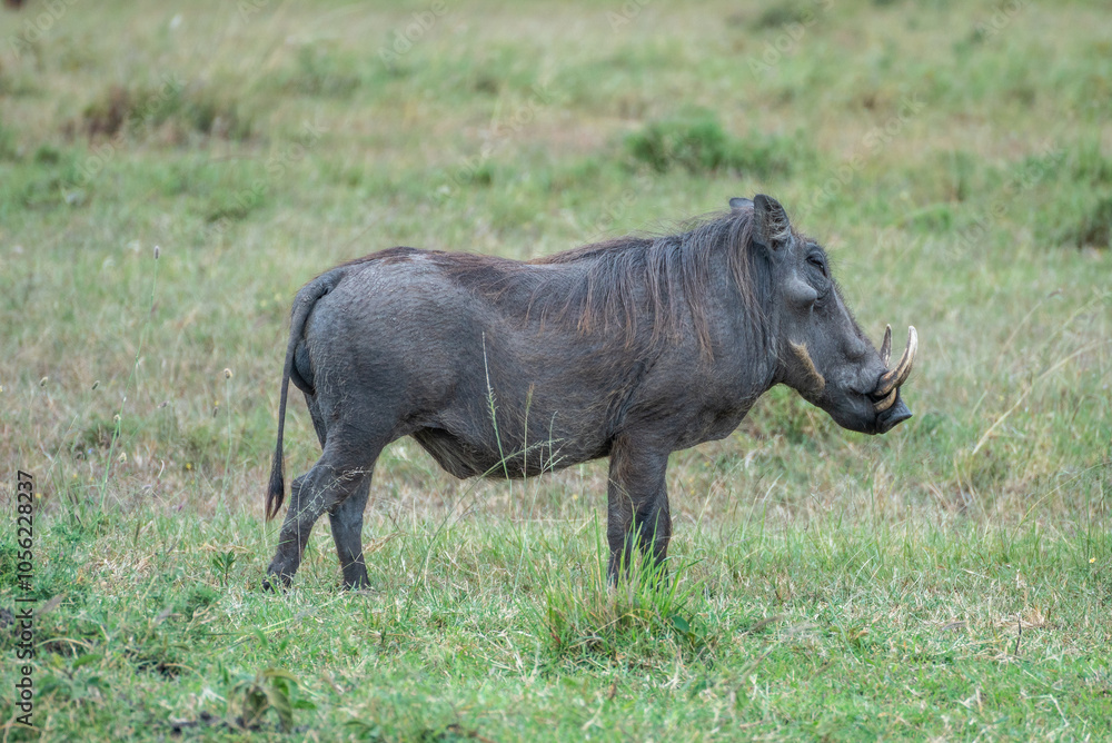 African Warthog in wildlife in a serene habitat, Masai Mara Reserve, Kenya African Warthog in wildlife in a serene habitat, Masai Mara Reserve, Kenya
