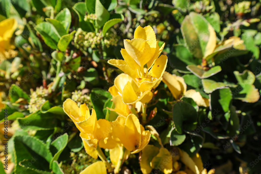 Fototapeta premium leaves foliage