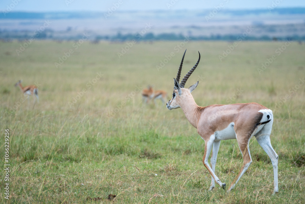 Witness antelope and deer grazing peacefully, Hells Gate National Park, Kenya Witness antelope and deer grazing peacefully, Hells Gate National Park, Kenya