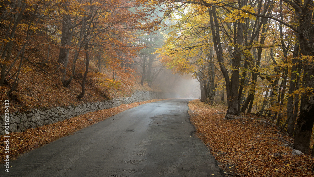 Fototapeta premium path in autumn forest