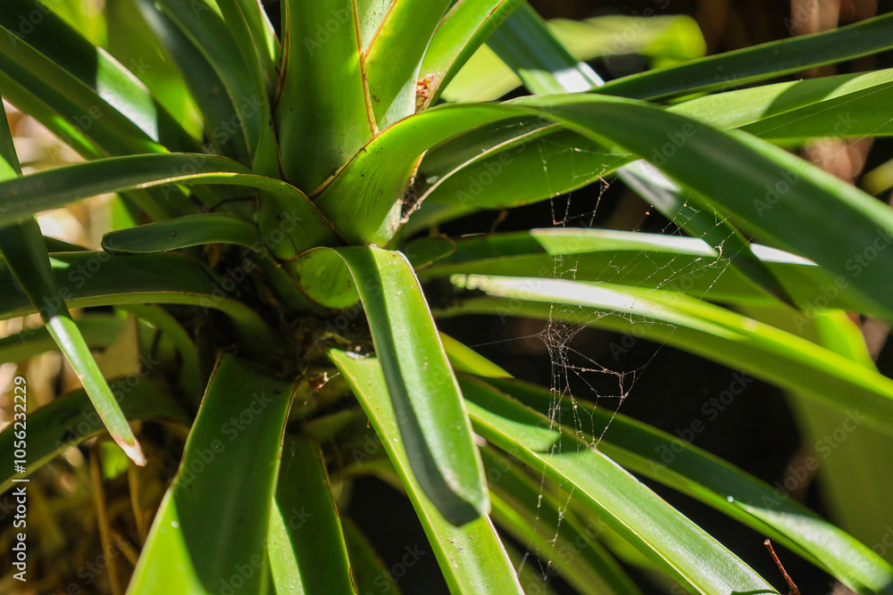 Obraz premium palm leaves