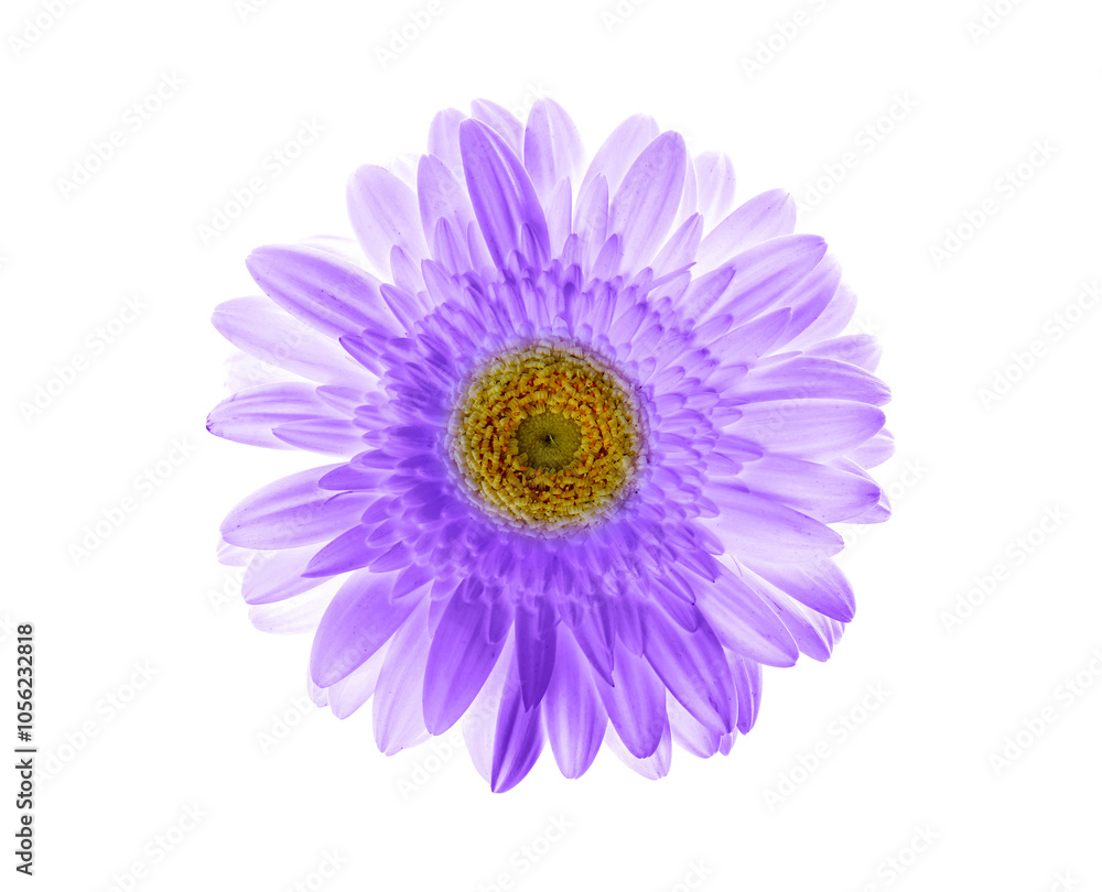 Beautiful violet gerbera flower on white background Beautiful violet gerbera flower on white background