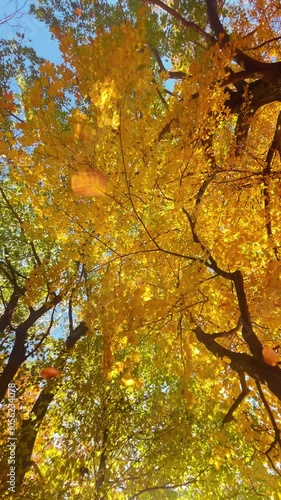 Beautiful yellow fall leaves are falling from trees above with a warm sunlight for a nature, season or outdoor background message.
