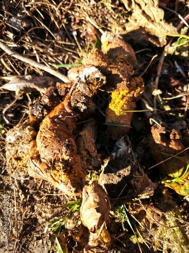 Dog shit on dry grass photo