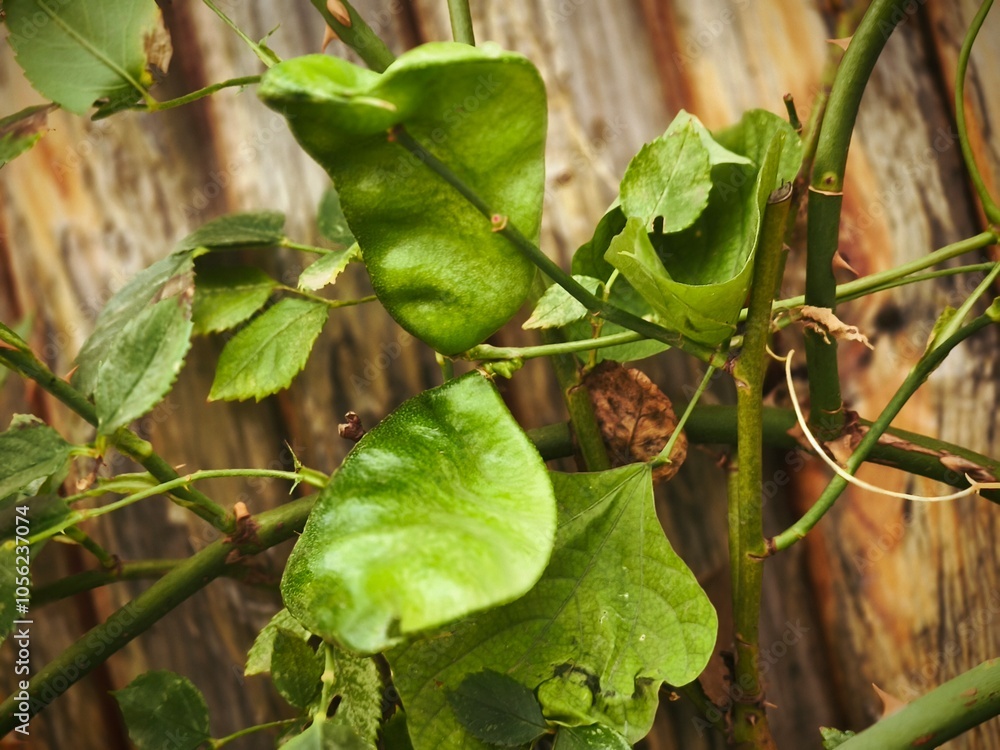 Obraz premium Dolishos lablab Ruby Mon pods with seeds