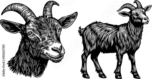 Vintage Vector Illustration of Goat and Head. Black and White Sketches for Farm and Livestock.