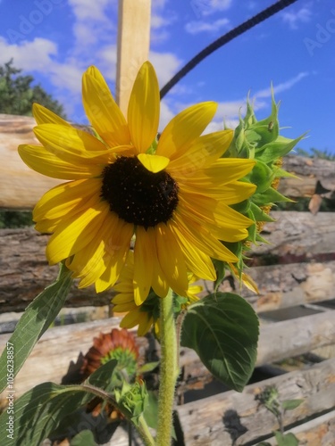 yellow sunflower in the garden
