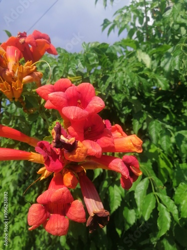 Campsis orange flowers in the garden