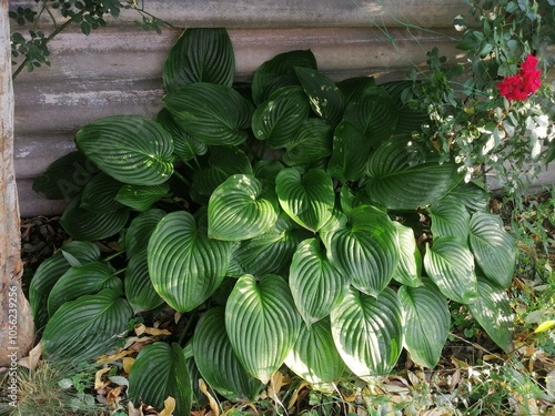 Hosta plants in the garden