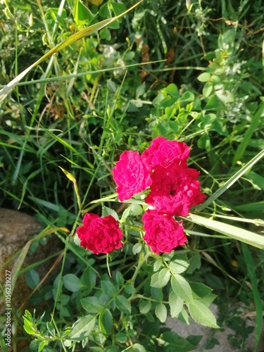red rose bush