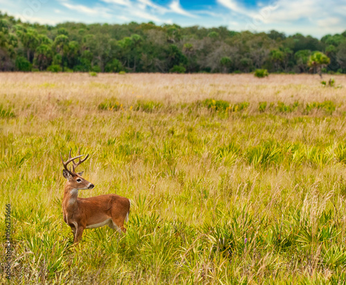 A white tailed deer, 8-point buck, in a palmetto grassland in autumn. Facing to the side. Photographed in Kissimmee Prairie Preserve, Okeechobee, Florida. Horizontal image.
