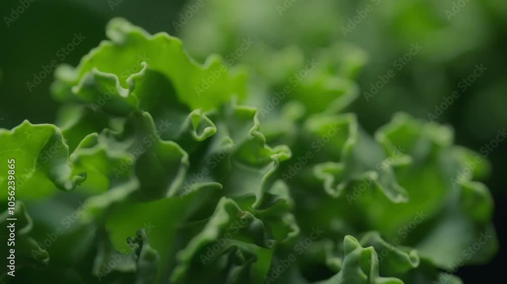 Dolly shot of fresh green lettuce. Nutrition and healthy diet concept. Dolly shot of fresh green lettuce. Nutrition and healthy diet concept.
