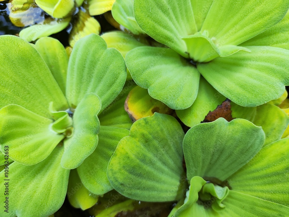 Water lettuce (Pistia stratiotes) floating plants grow on ponds and rivers. It is very green and looks like flowers on top of the water. These water lettuce plants keep the river water fresh and heal Water lettuce (Pistia stratiotes) floating plants grow on ponds and rivers. It is very green and looks like flowers on top of the water. These water lettuce plants keep the river water fresh and heal