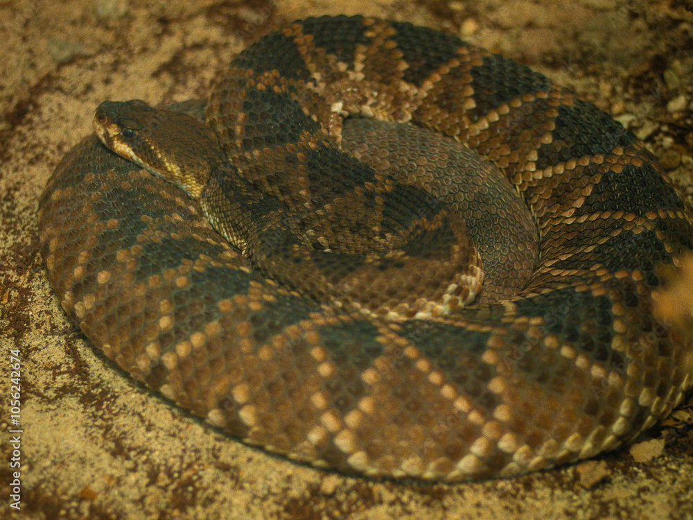 close up of a rattlesnake close up of a rattlesnake