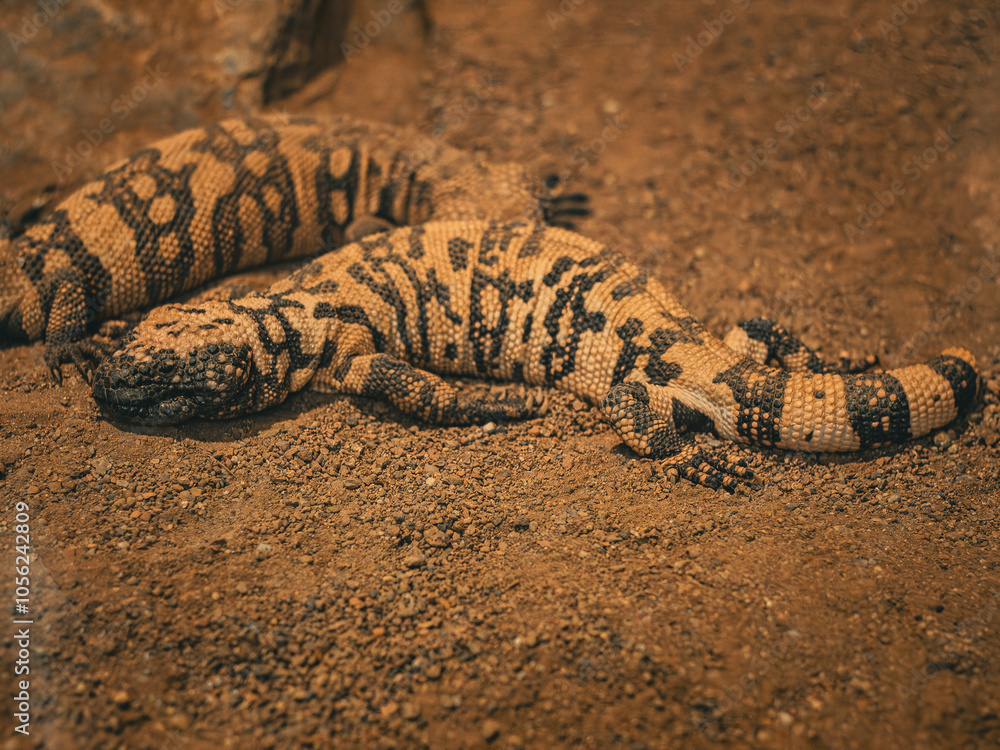 gila monster couple gila monster couple