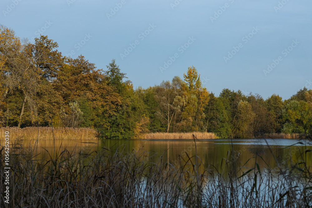 Serene autumn lake view with trees reflecting in calm water, surrounded by tall grasses on a sunny day. Seasonal tranquility, natural beauty and peaceful outdoor scenery Serene autumn lake view with trees reflecting in calm water, surrounded by tall grasses on a sunny day. Seasonal tranquility, natural beauty and peaceful outdoor scenery