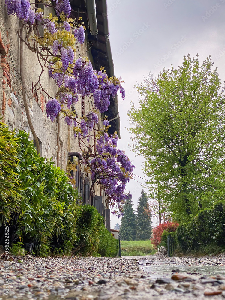 Low angle view of blooming purple flowers Wisteria Sinensis or Blur rain in springtime on a wall of an old house in Italy against rainy sky