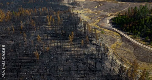 Aerial Drone Burned Forest Wilderness Idaho  photo