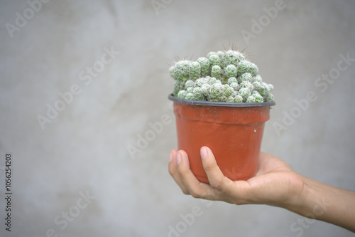 Hand of man giving cactus mammillaria gracilis. photo