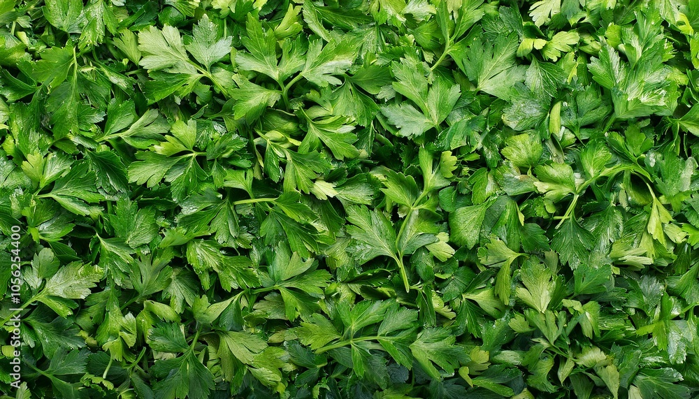 Fresh, green parsley leaves Fresh, green parsley leaves
