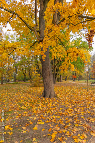 Poland capital city Warsaw Royal Lazienki Park trees decorated with autumn colors and leaves and flowers with detail shots photo